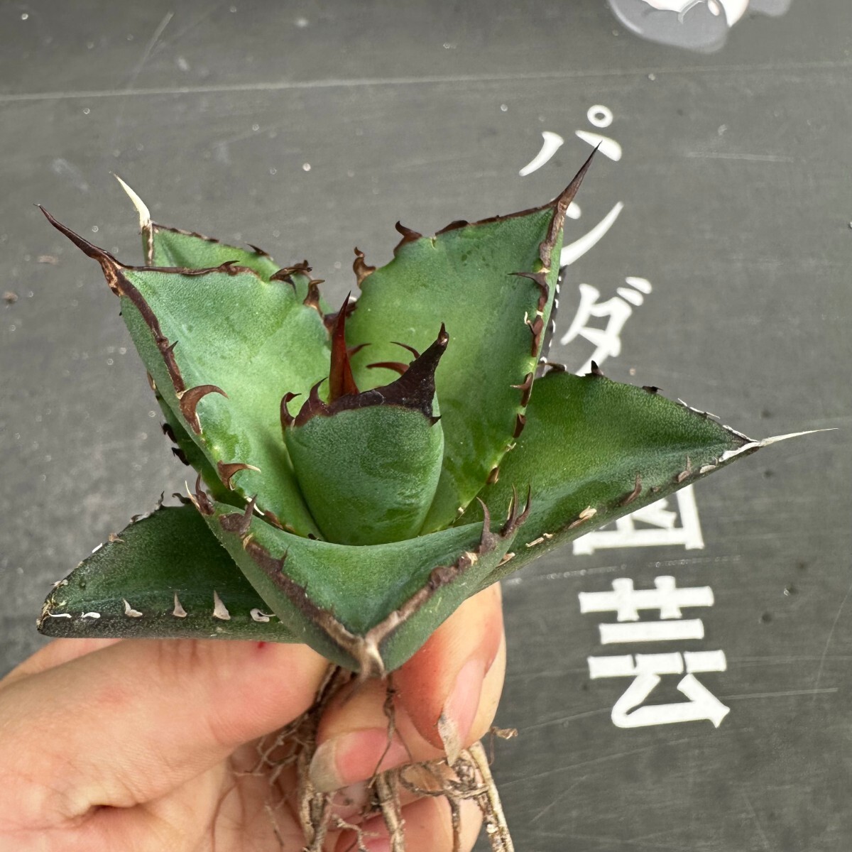 N30【パンダ園芸】アガベ チタノタ HADES ハデス 恐竜牙歯 Agave titanota Hades メリクロン株 発根済み の画像8