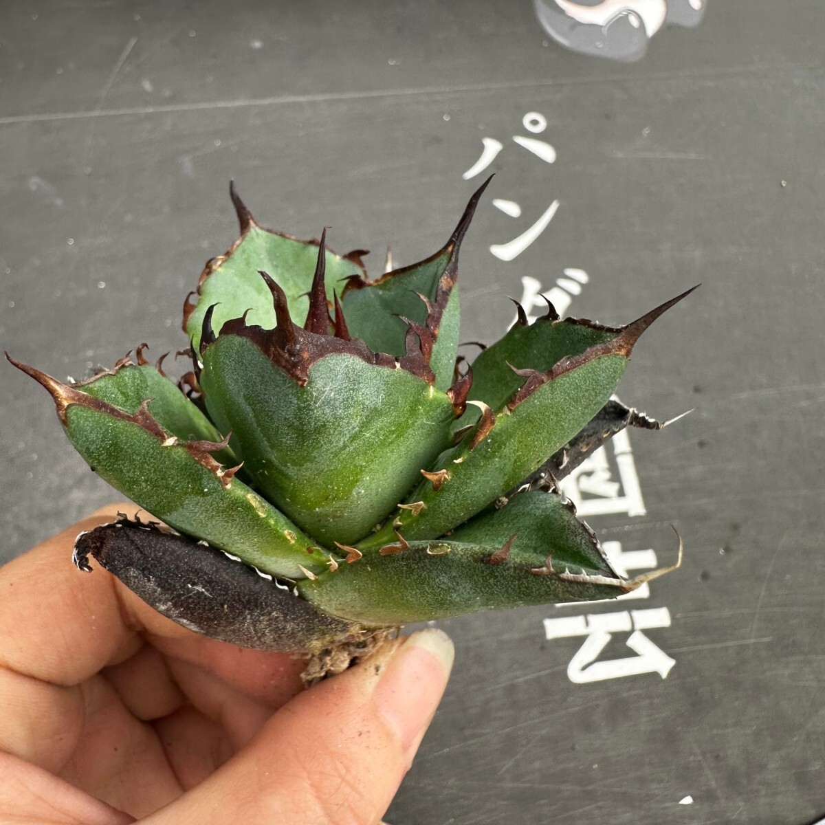 N32【パンダ園芸】アガベ チタノタ HADES ハデス 恐竜牙歯 Agave titanota Hades メリクロン株 発根済み の画像6