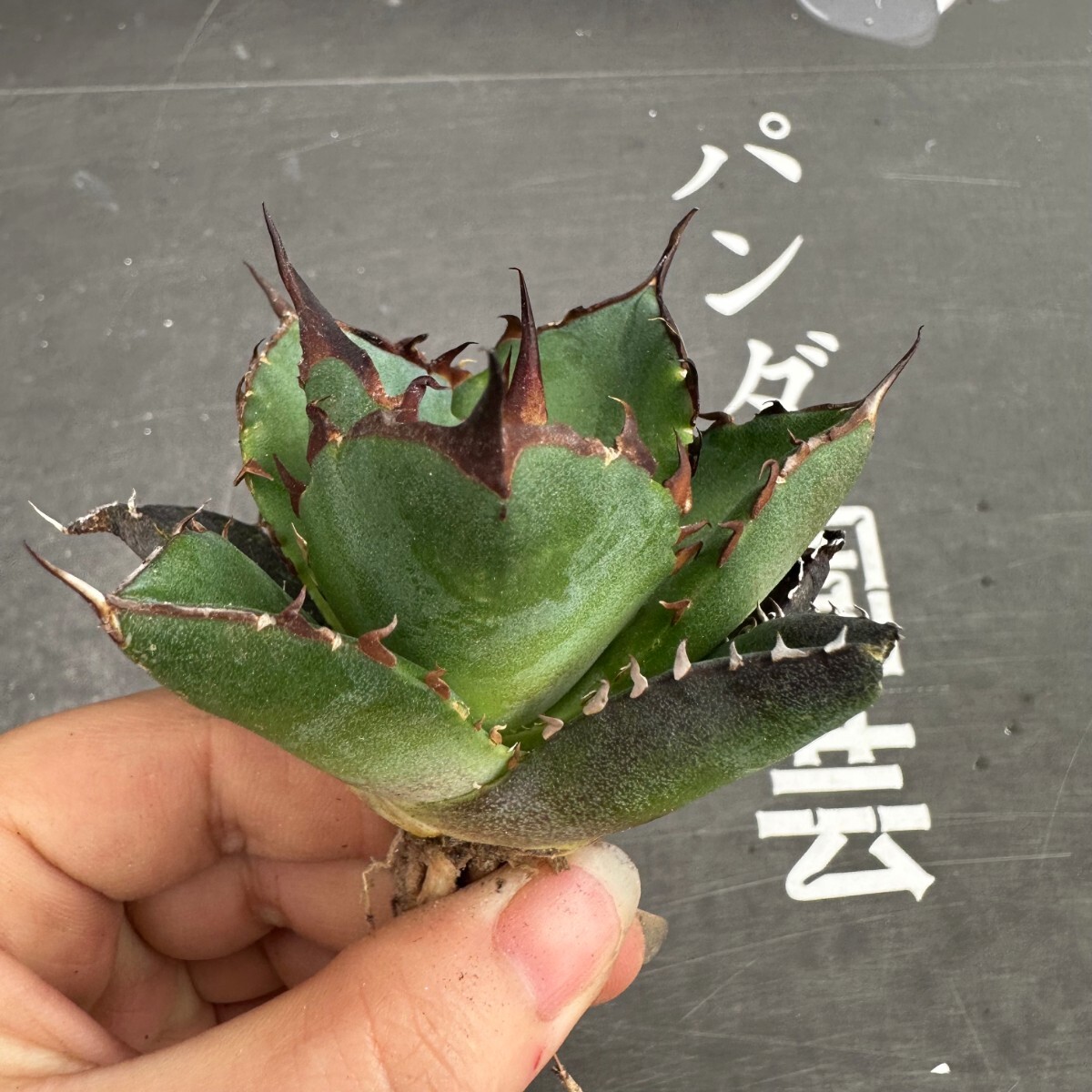 N32【パンダ園芸】アガベ チタノタ HADES ハデス 恐竜牙歯 Agave titanota Hades メリクロン株 発根済み の画像3