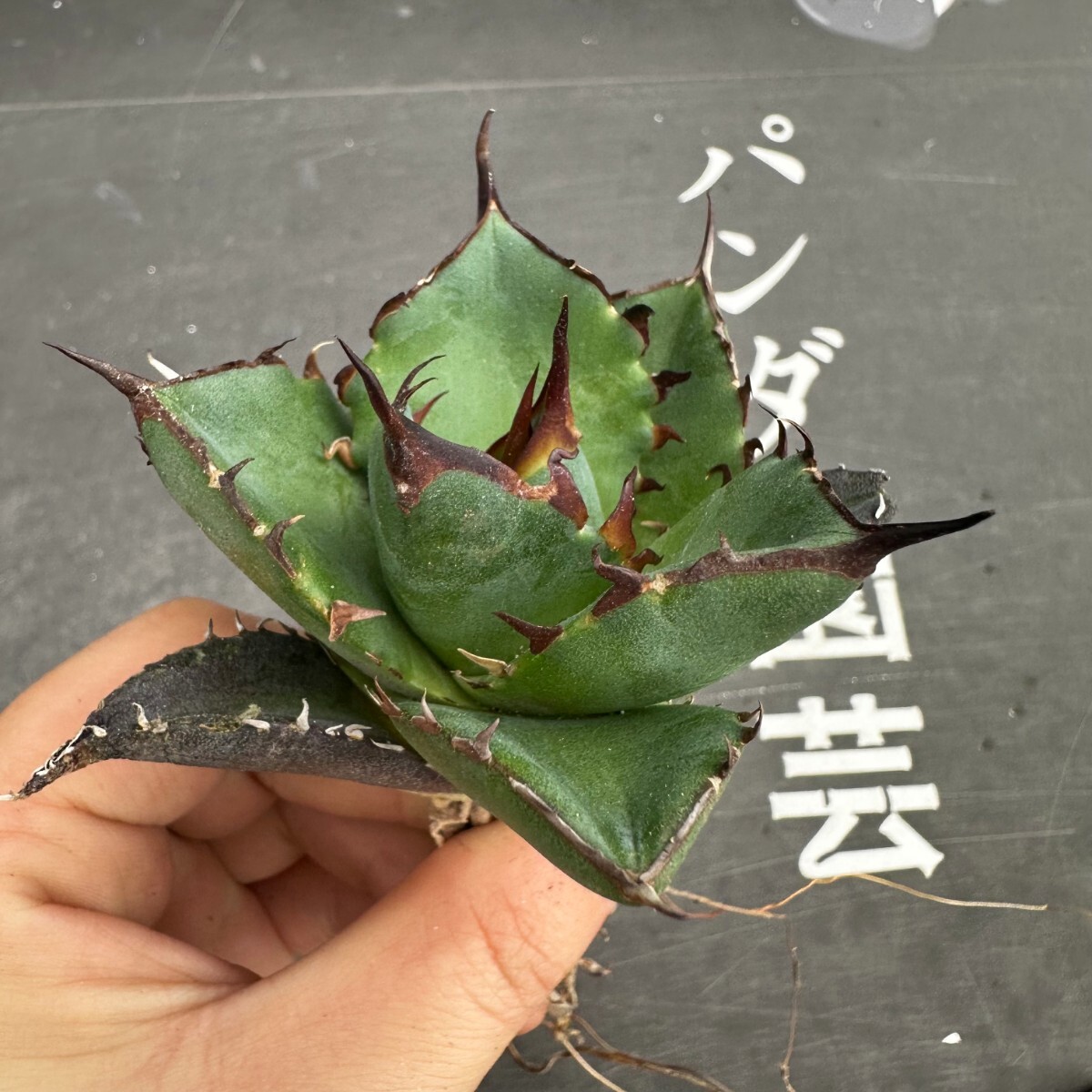 N32【パンダ園芸】アガベ チタノタ HADES ハデス 恐竜牙歯 Agave titanota Hades メリクロン株 発根済み の画像4