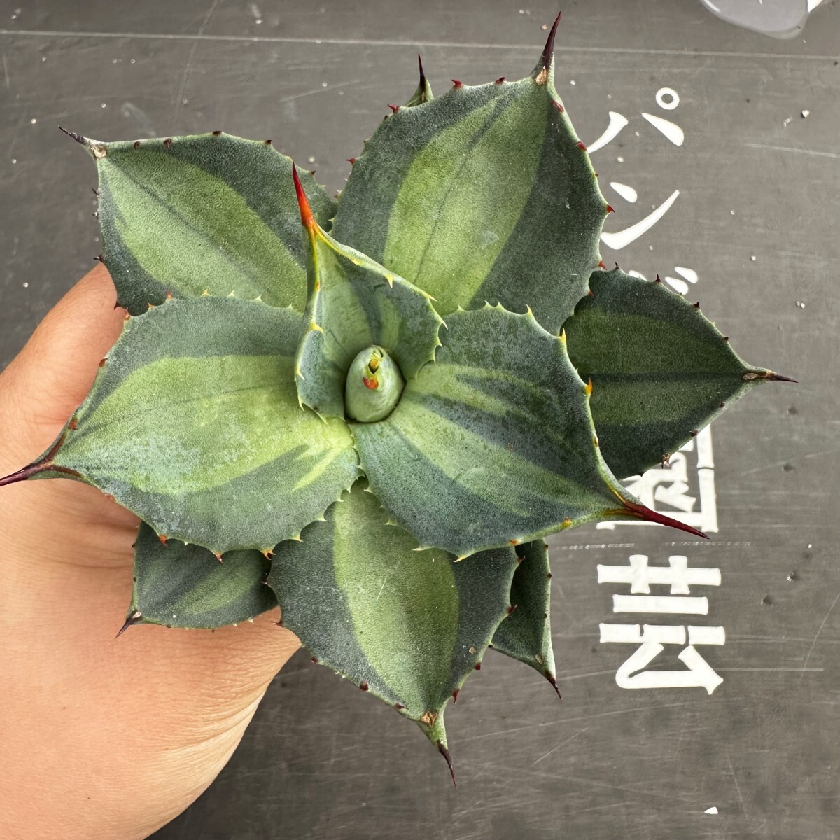 N45.【パンダ園芸】 アガベ パリー ホーチエンシス 極上斑 斑入り 吉祥天錦 Agave parryi f.variegata 特選優良強棘株 の画像1