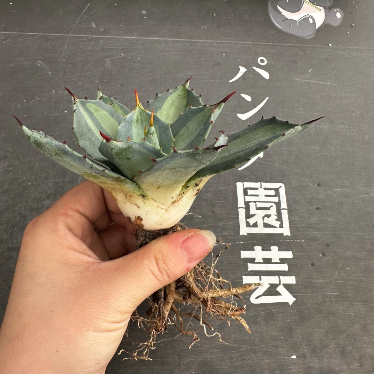 N47.【パンダ園芸】 アガベ パリー ホーチエンシス 極上斑 斑入り 吉祥天錦 Agave parryi f.variegata 特選優良強棘株 の画像6