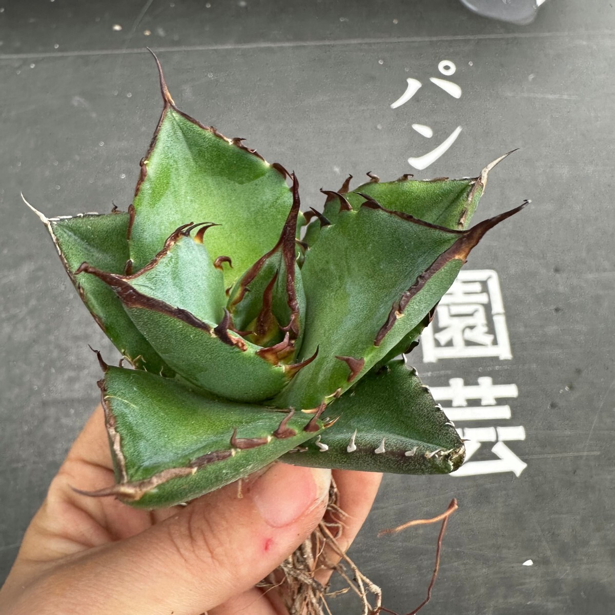 N105【パンダ園芸】アガベ チタノタ HADES ハデス 恐竜牙歯 Agave titanota Hades メリクロン株 発根済み の画像7