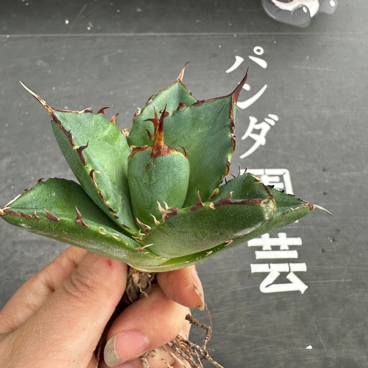 N106【パンダ園芸】アガベ チタノタ HADES ハデス 恐竜牙歯 Agave titanota Hades メリクロン株 発根済み の画像6