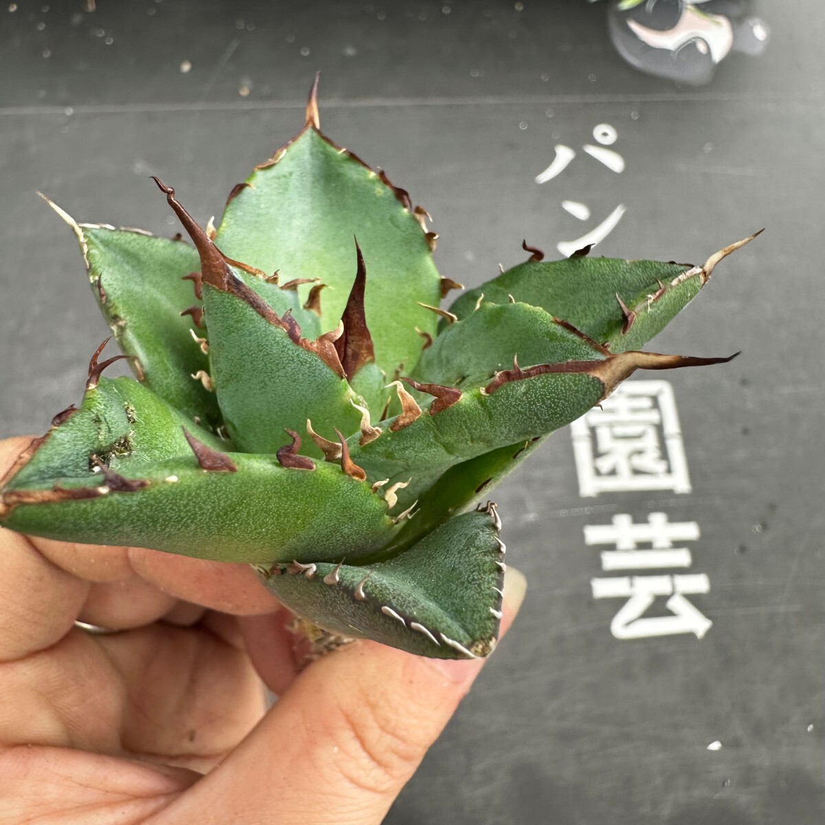 N107【パンダ園芸】アガベ チタノタ HADES ハデス 恐竜牙歯 Agave titanota Hades メリクロン株 発根済み の画像1