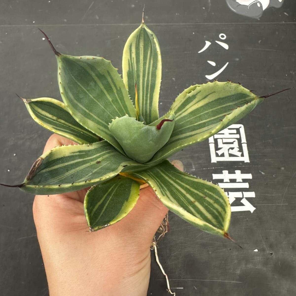 P46【パンダ園芸】多肉植物アガベ パリー トランカータ ライムストリーク アイス発根済みの画像8