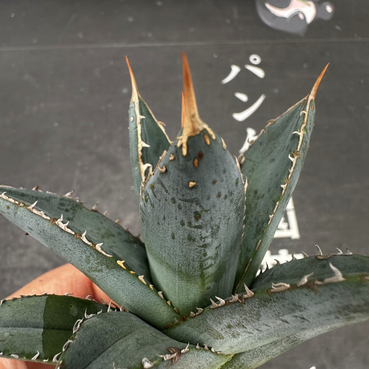 Q7【パンダ園芸】アガベ チタノタ 帝君 agave emperor 極上強棘 優良血統極上株 の画像9