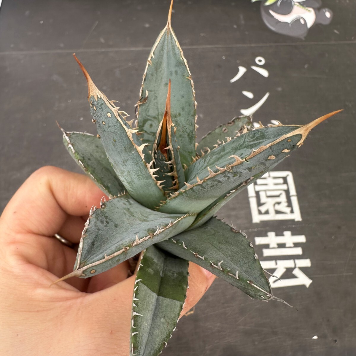 Q7【パンダ園芸】アガベ チタノタ 帝君 agave emperor 極上強棘 優良血統極上株 の画像7