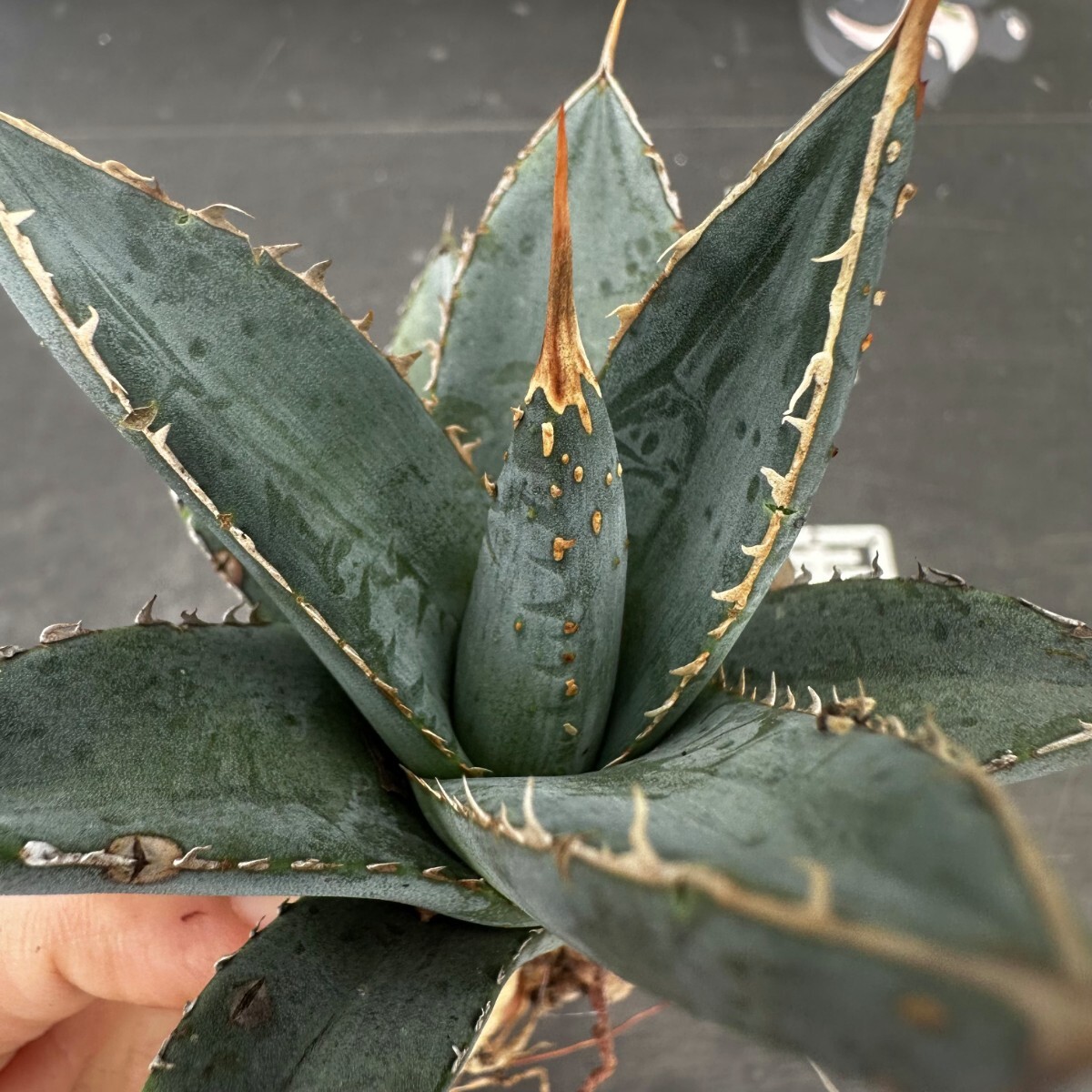 Q7【パンダ園芸】アガベ チタノタ 帝君 agave emperor 極上強棘 優良血統極上株 の画像1