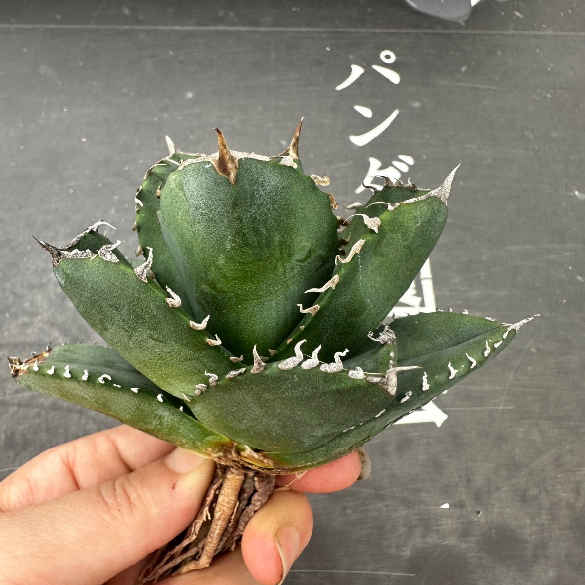 Q29【パンダ園芸】 特選 アガベ チタノタ柊月 agave titanota holly moonの画像6