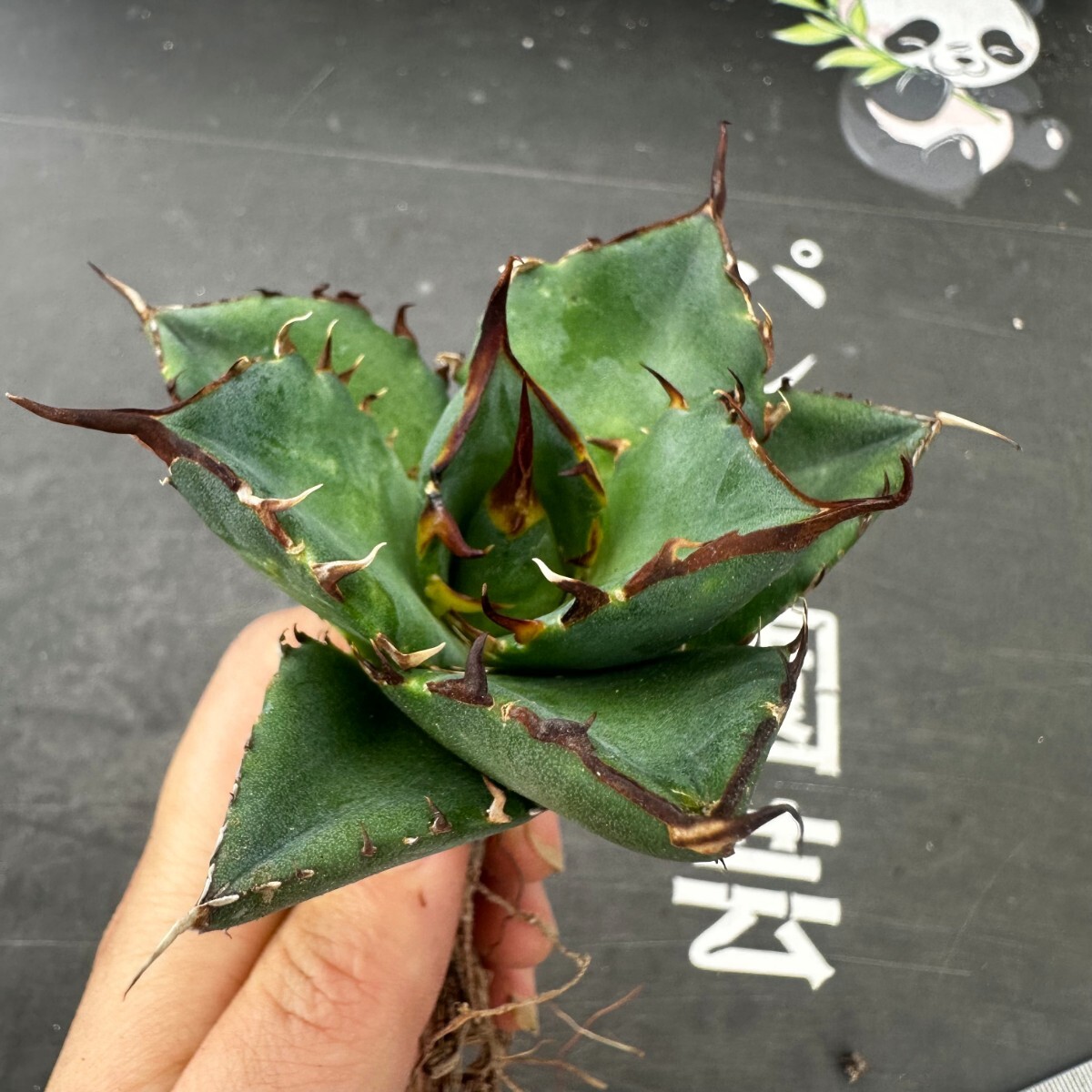 Q43【パンダ園芸】アガベ チタノタ HADES ハデス 恐竜牙歯 Agave titanota Hades メリクロン株 発根済み の画像1