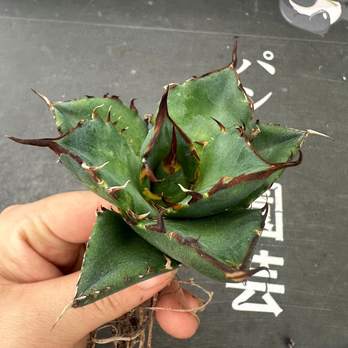 Q43【パンダ園芸】アガベ チタノタ HADES ハデス 恐竜牙歯 Agave titanota Hades メリクロン株 発根済み の画像4