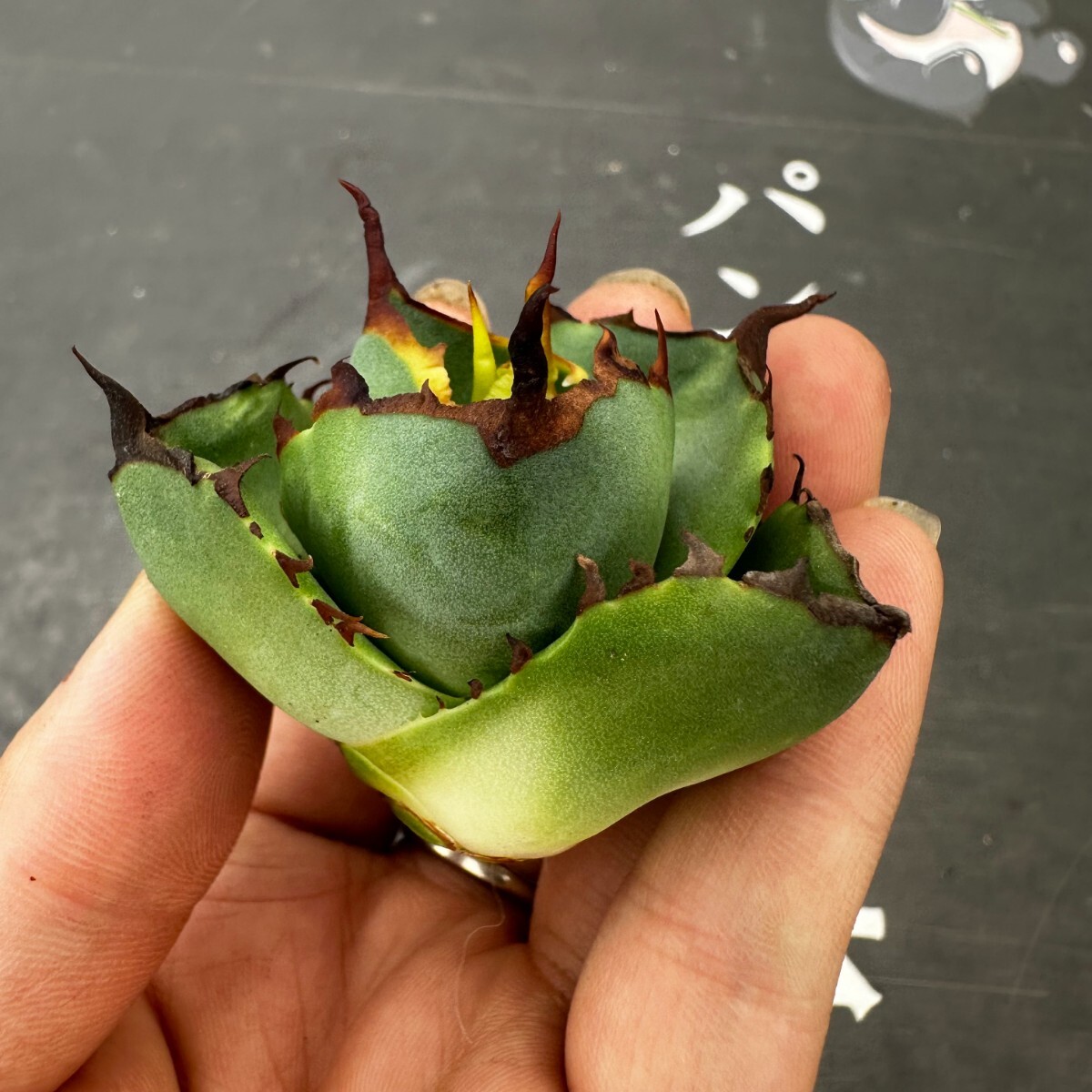 Q47【パンダ園芸】アガベ チタノタ ジャガーノート 純血 / Agave titanota 'Juggernaut' pure blood 胴切り天芽子株の画像9