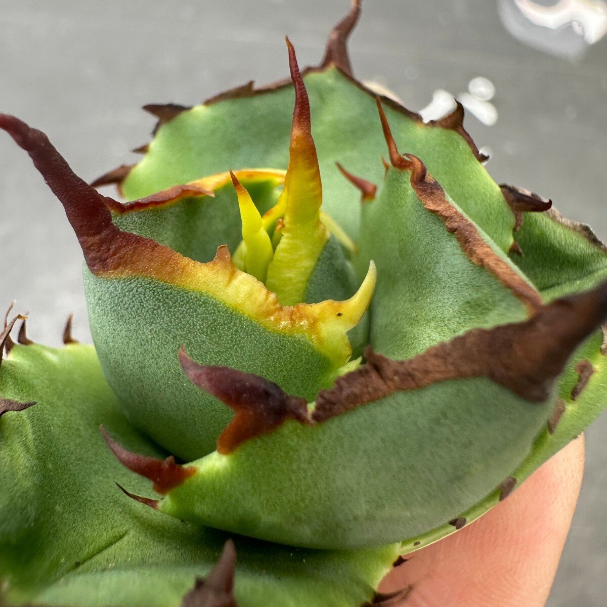 Q47【パンダ園芸】アガベ チタノタ ジャガーノート 純血 / Agave titanota 'Juggernaut' pure blood 胴切り天芽子株の画像8