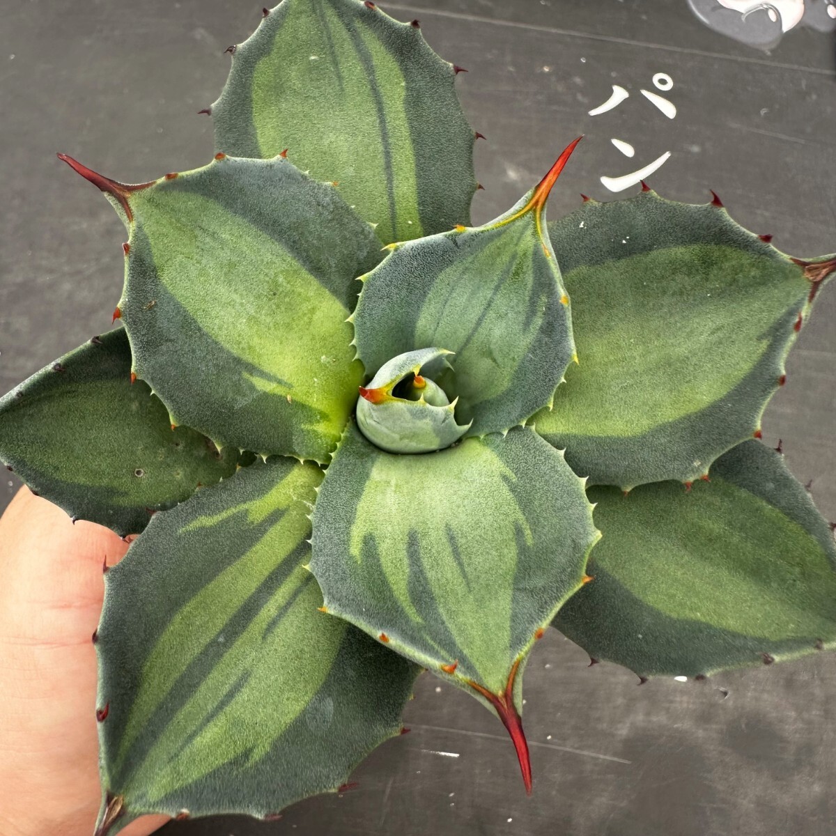 Q59【パンダ園芸】 アガベ パリー ホーチエンシス 極上斑 斑入り 吉祥天錦 Agave parryi f.variegata 特選優良強棘株 の画像1