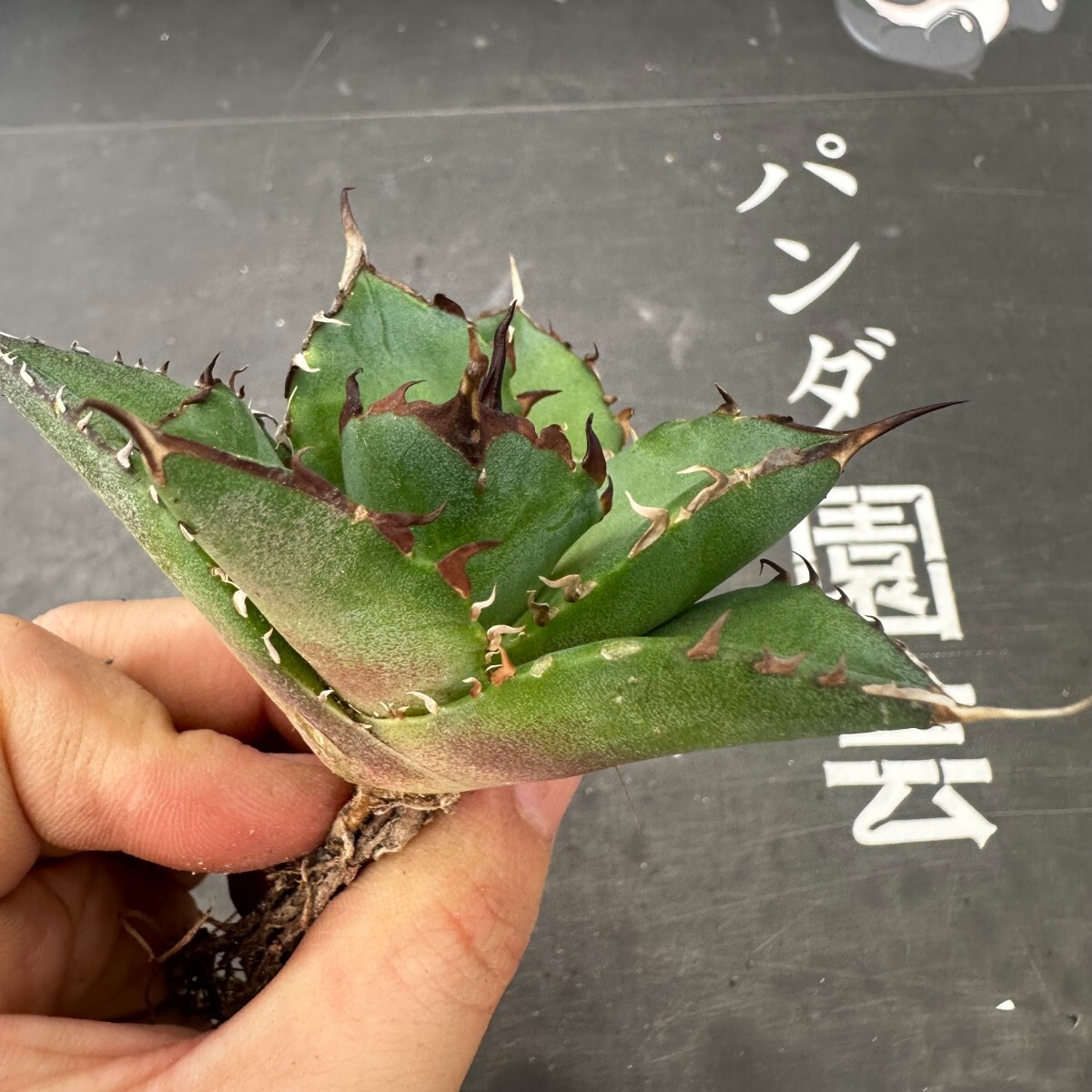 Q84【パンダ園芸】アガベ チタノタ HADES ハデス 恐竜牙歯 Agave titanota Hades メリクロン株 発根済み の画像9