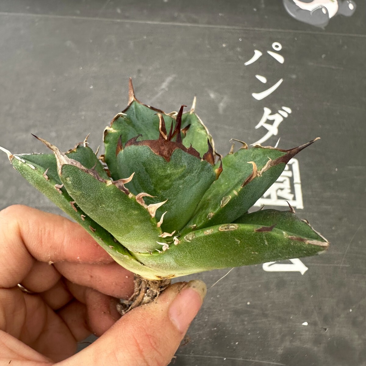 Q85【パンダ園芸】アガベ チタノタ HADES ハデス 恐竜牙歯 Agave titanota Hades メリクロン株 発根済み の画像7