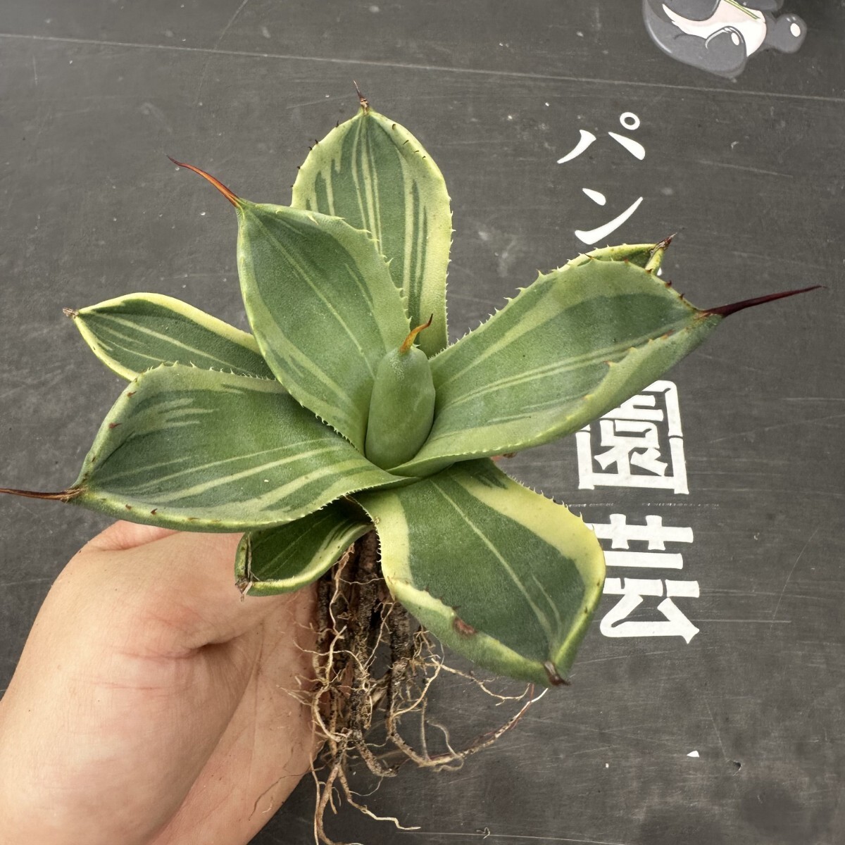 Q92【パンダ園芸】多肉植物アガベ パリー トランカータ ライムストリーク アイス発根済み の画像5