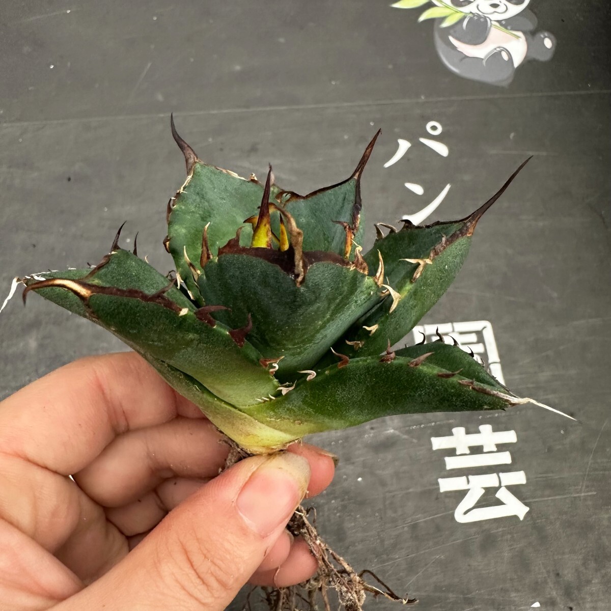 R78【パンダ園芸】アガベ チタノタ HADES ハデス 恐竜牙歯 Agave titanota Hades メリクロン株 発根済み の画像8