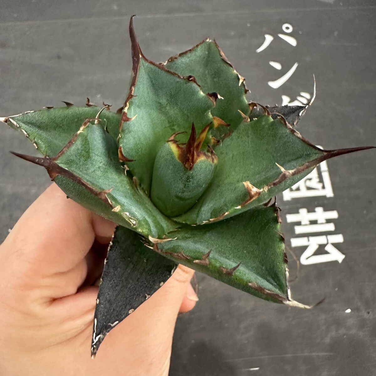 R102【パンダ園芸】アガベ チタノタ HADES ハデス 恐竜牙歯 Agave titanota Hades メリクロン株 発根済み の画像7