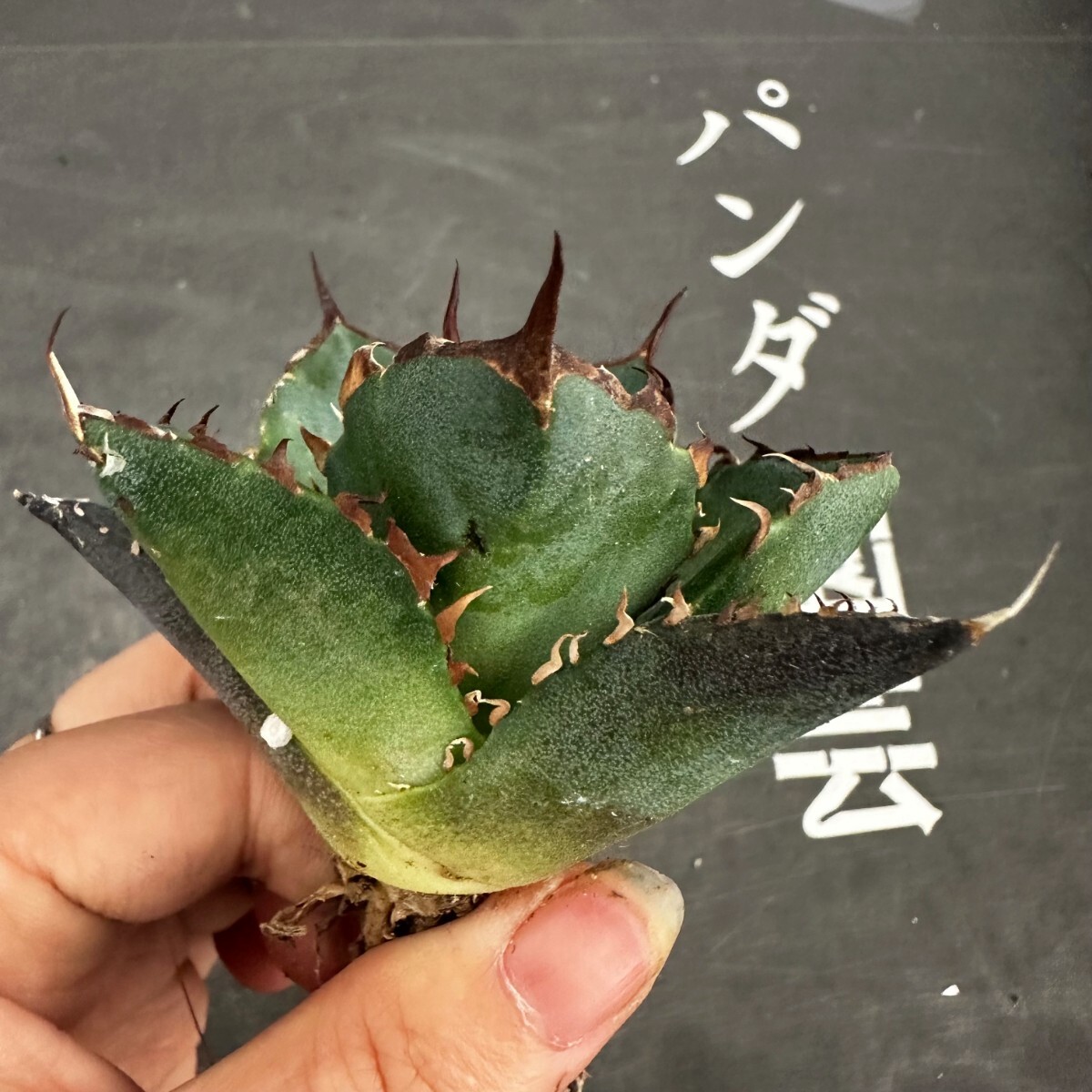 R102【パンダ園芸】アガベ　チタノタ HADES ハデス 恐竜牙歯 Agave titanota Hades　メリクロン株 発根済み _画像6