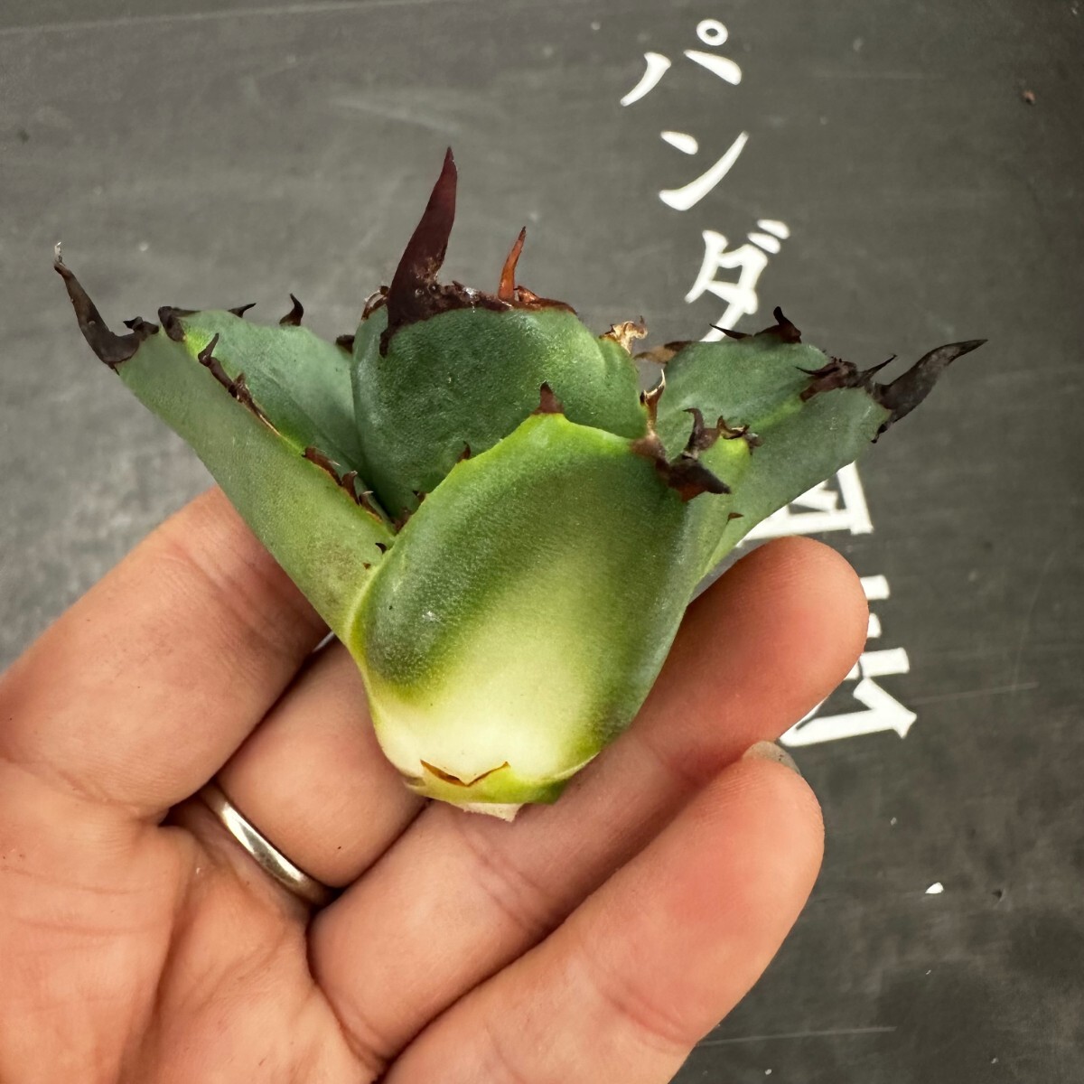 R104【パンダ園芸】アガベ チタノタ OWL 海豹 agave titanota 寛葉厳龍 LBP 胴切り天芽子株 極上子株の画像6