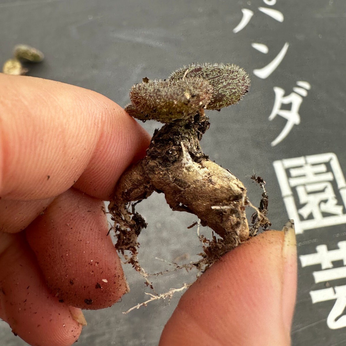 S1【パンダ園芸】特選 珍奇植物 Tylecodon nolteei チレコドン ノルティ 3株 _画像7