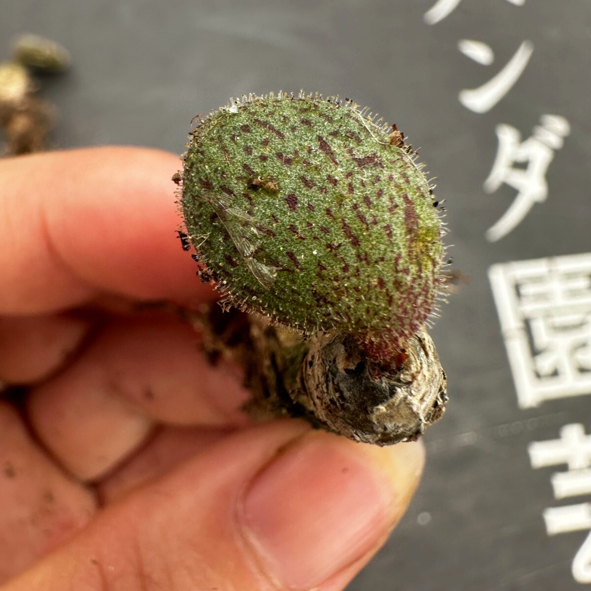 S1【パンダ園芸】特選 珍奇植物 Tylecodon nolteei チレコドン ノルティ 3株 _画像2