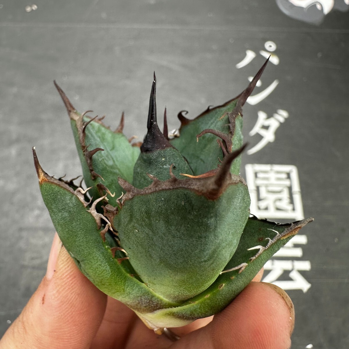 S43【パンダ園芸】特選 アガベ 多肉植物 チタノタ 黑鷹 ‘Blackhawk’ 強棘 胴切り天芽 極上株の画像7