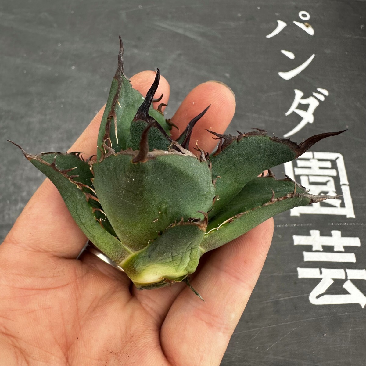 S45【パンダ園芸】特選 アガベ 多肉植物 チタノタ 黑鷹 ‘Blackhawk’ 強棘 胴切り天芽 極上株_画像9