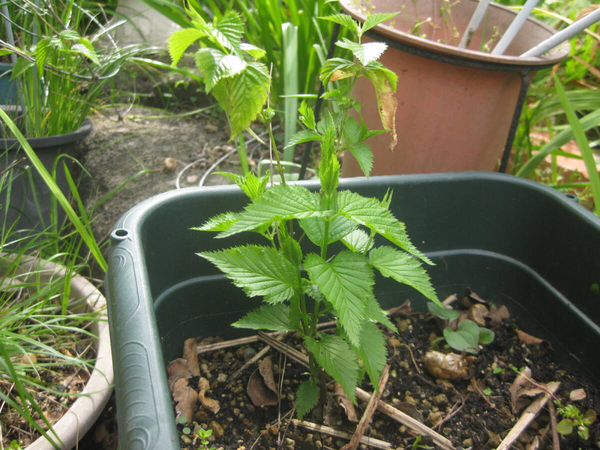  white yamabki seedling 