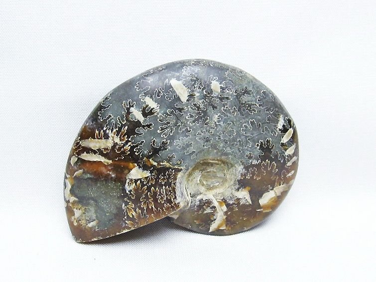 銀座東道◆極品天然AAAアンモナイト化石[T723-1612]_画像2