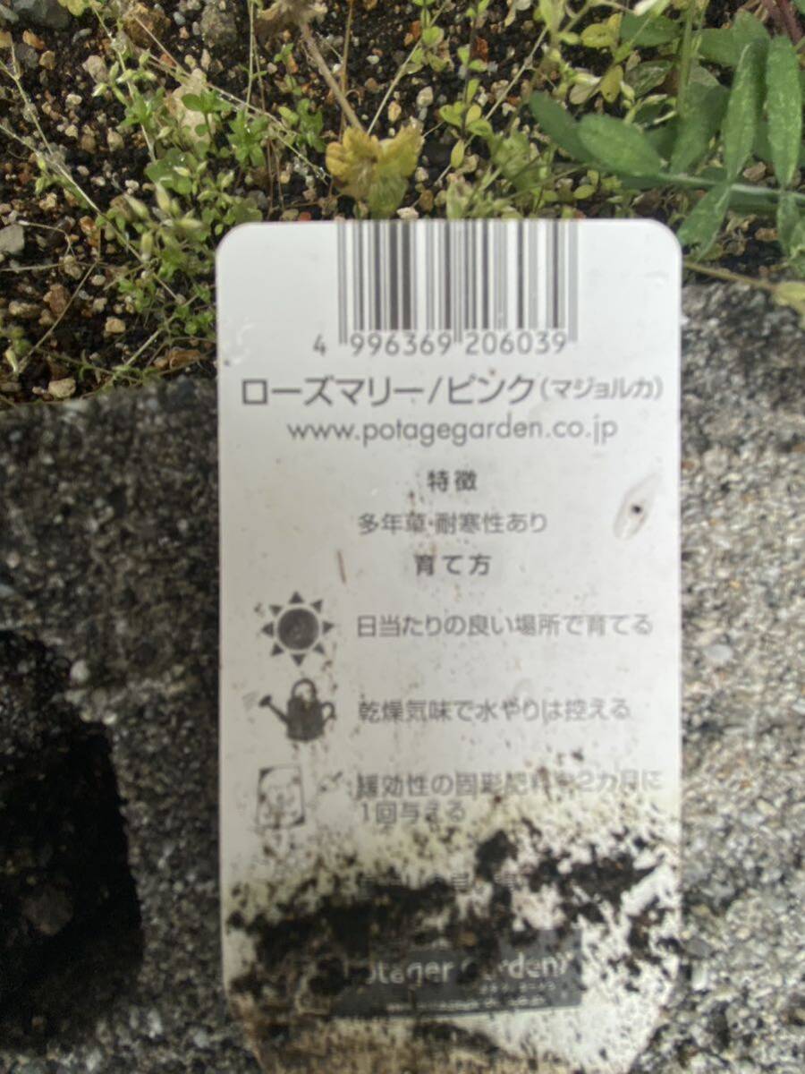  Osaka departure! receipt limitation (pick up)! extra-large rosemary majo LUKA pink pot attaching meat cookery etc. optimum! insect repellent herb 