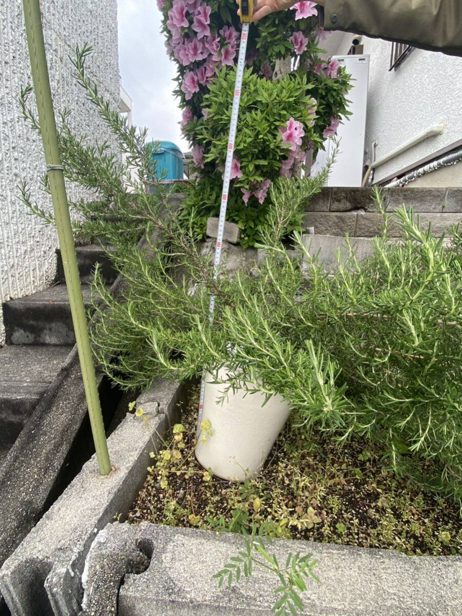  Osaka departure! receipt limitation (pick up)! extra-large rosemary majo LUKA pink pot attaching meat cookery etc. optimum! insect repellent herb 