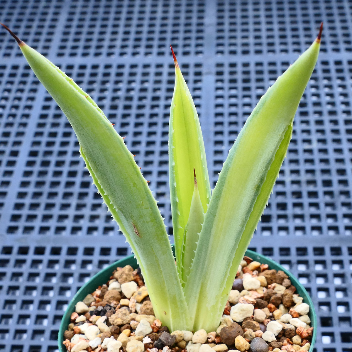 多肉植物 アガベ ポタトラム キュービック 錦 中斑 C4 珍品 希少 Agave potatorum 'Cubic' f.variegata_画像1