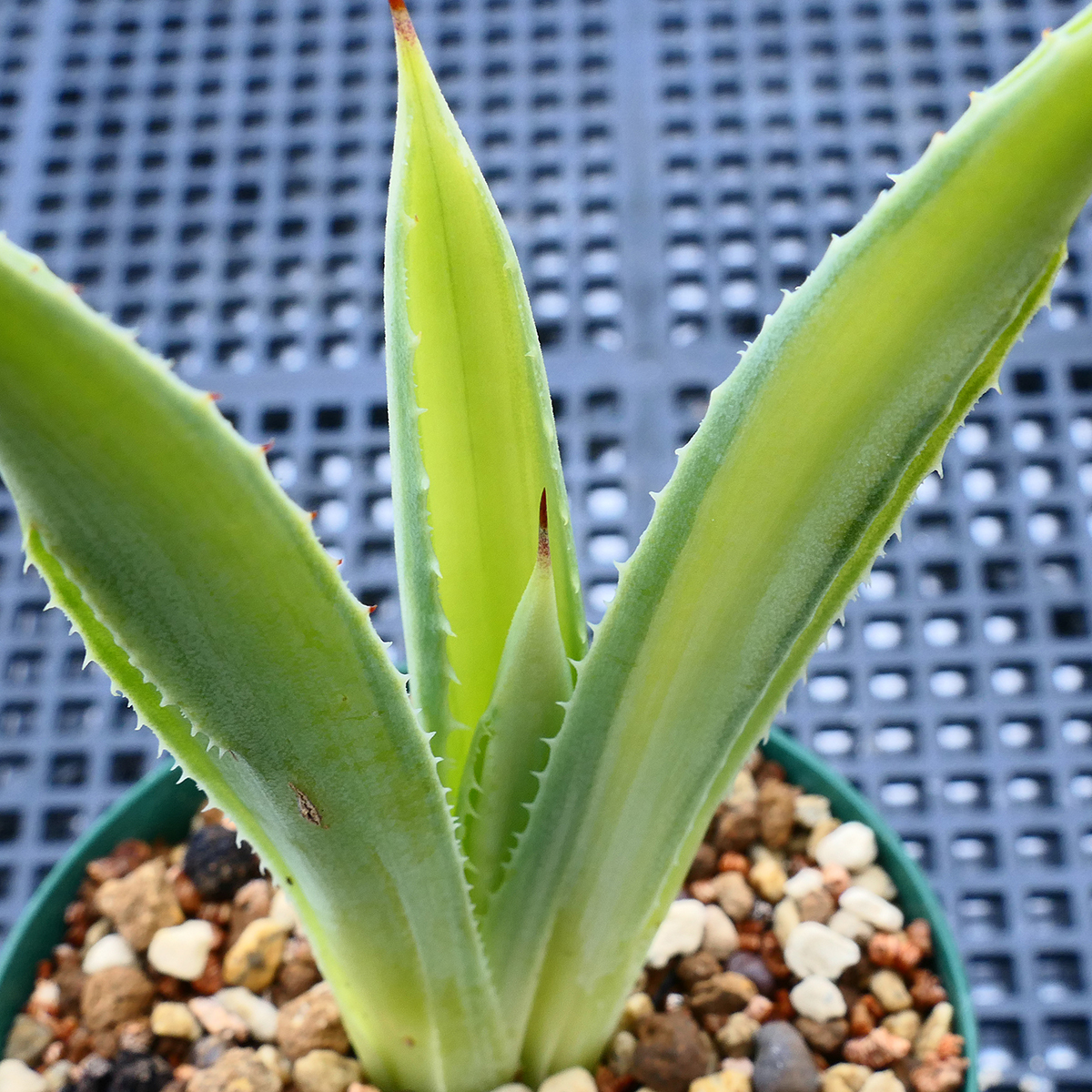 多肉植物 アガベ ポタトラム キュービック 錦 中斑 C4 珍品 希少 Agave potatorum 'Cubic' f.variegata_画像6