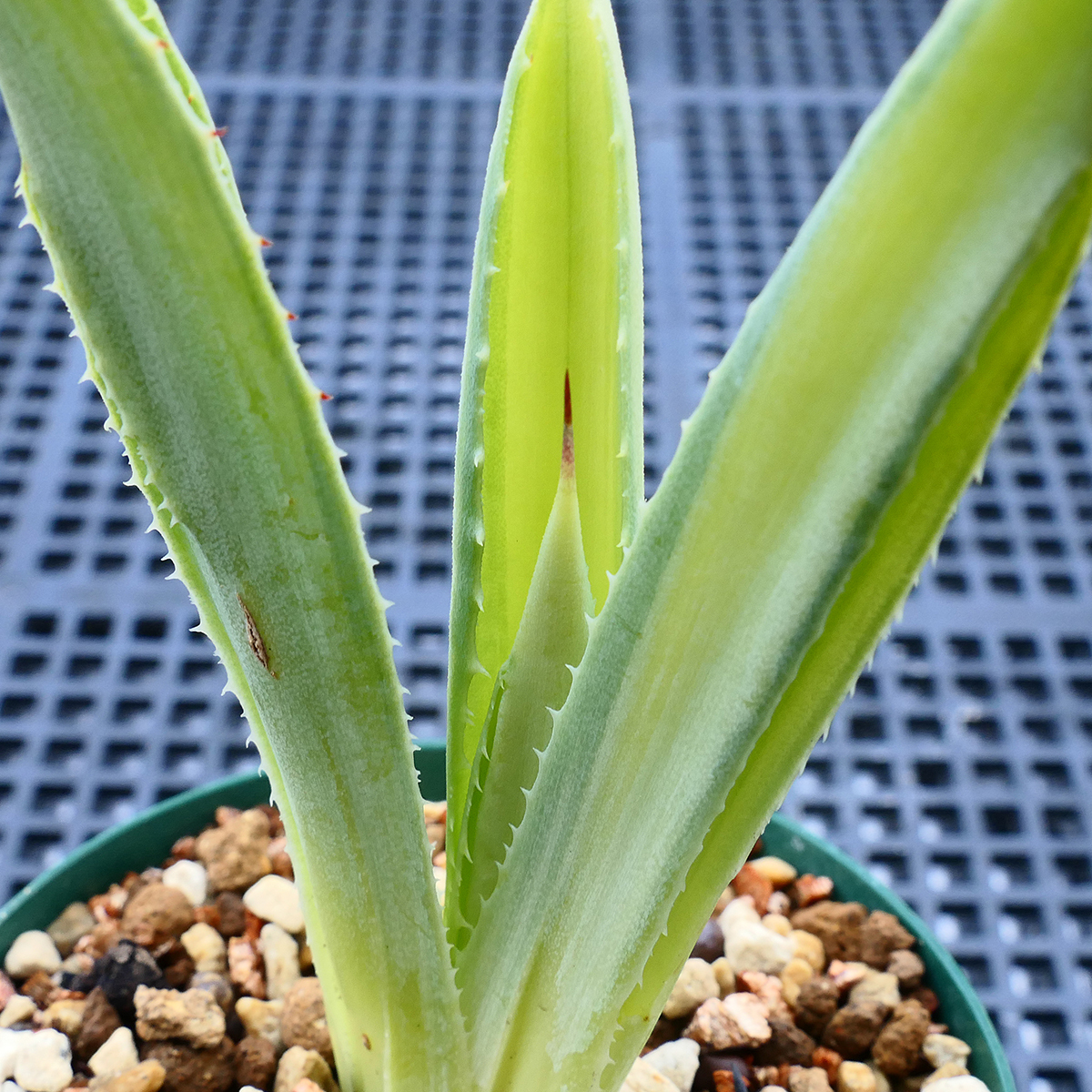 多肉植物 アガベ ポタトラム キュービック 錦 中斑 C4 珍品 希少 Agave potatorum 'Cubic' f.variegata_画像8