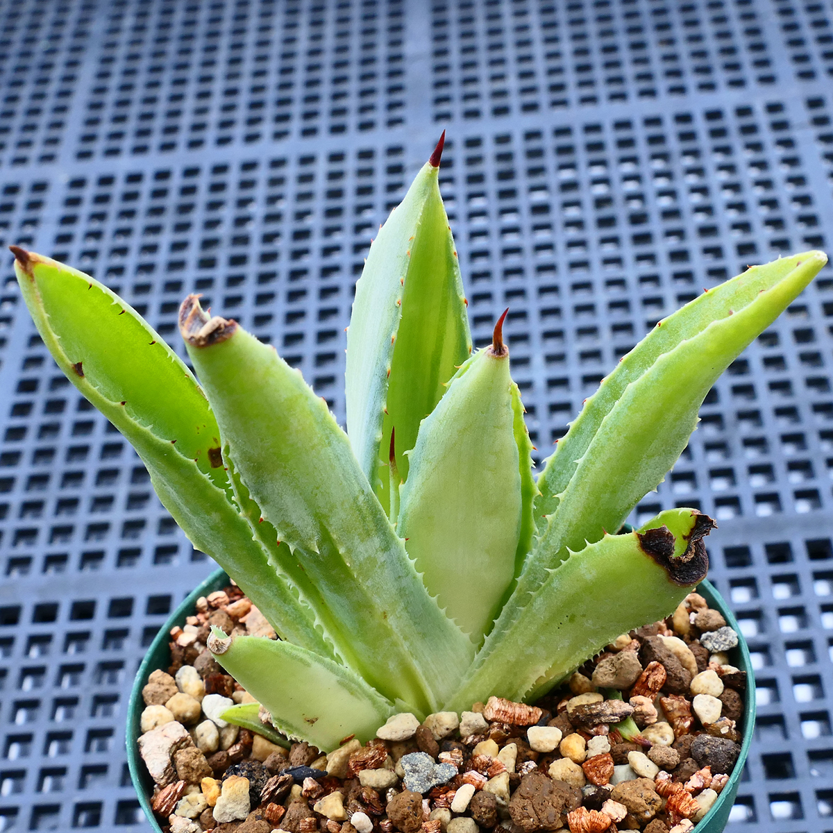 多肉植物 アガベ ポタトラム キュービック 錦 中斑 C5 珍品 希少 Agave potatorum 'Cubic' f.variegata_画像1