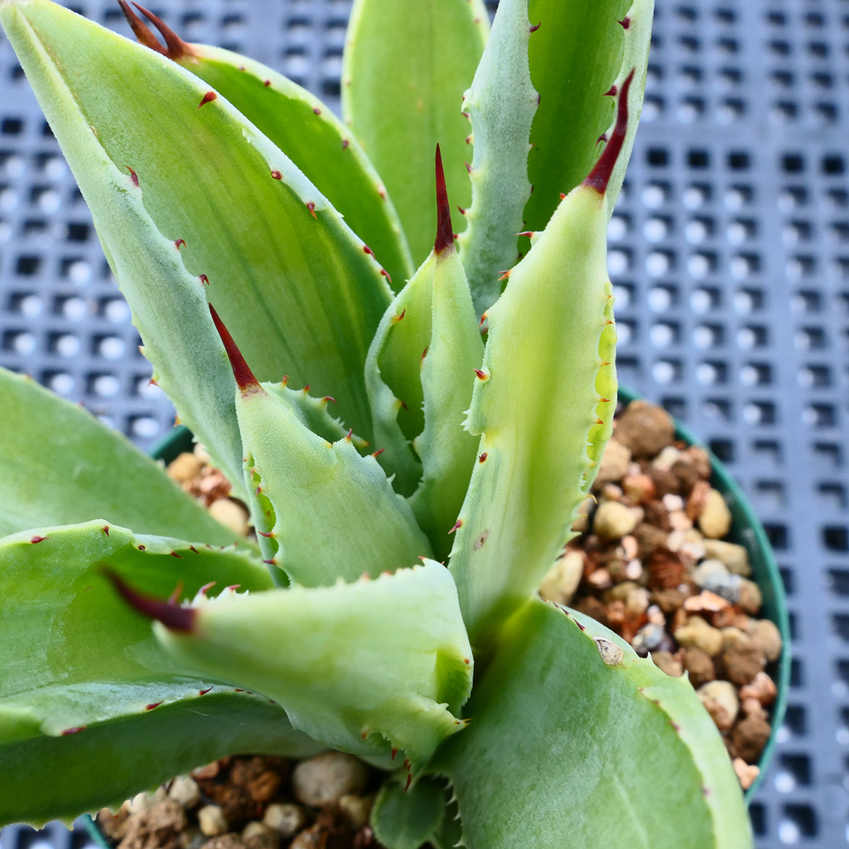 多肉植物 アガベ ポタトラム キュービック 錦 中斑 C6 珍品 希少 Agave potatorum 'Cubic' f.variegata_画像7