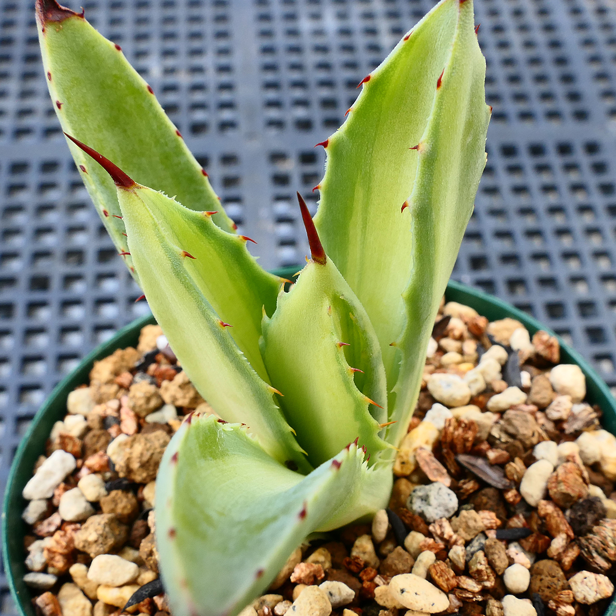 多肉植物 アガベ ポタトラム キュービック 錦 中斑 D3 珍品 希少 Agave potatorum 'Cubic' f.variegataの画像1