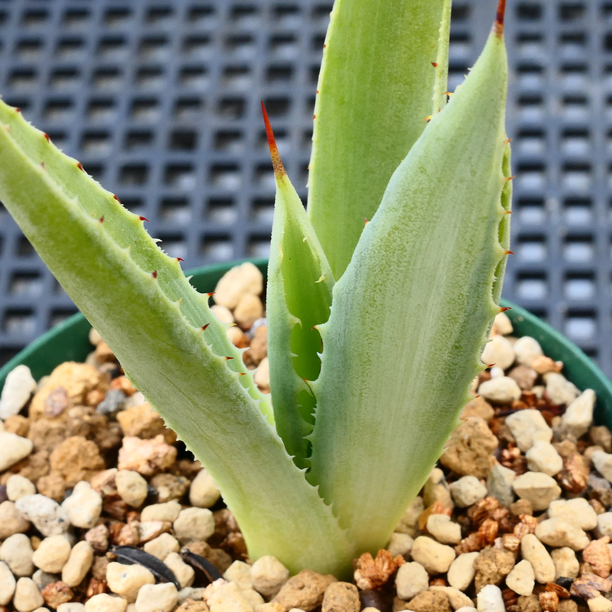 多肉植物 アガベ ポタトラム キュービック 錦 中斑 D13 珍品 希少 Agave potatorum 'Cubic' f.variegata_画像1