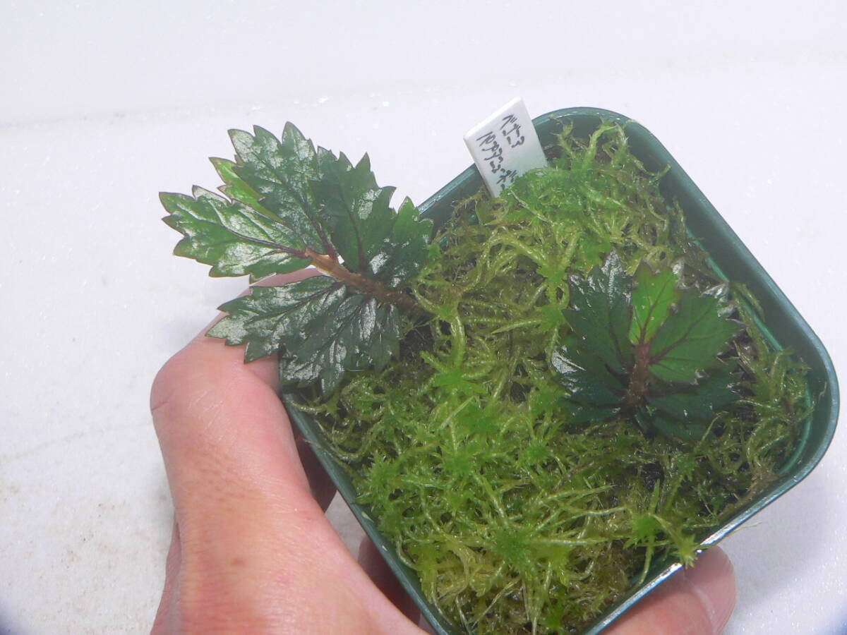 ♪♪ベゴニア sp. パプアニューギニア Begonia sp. Papua New Guinea 原種 パルダリウム♪♪の画像4