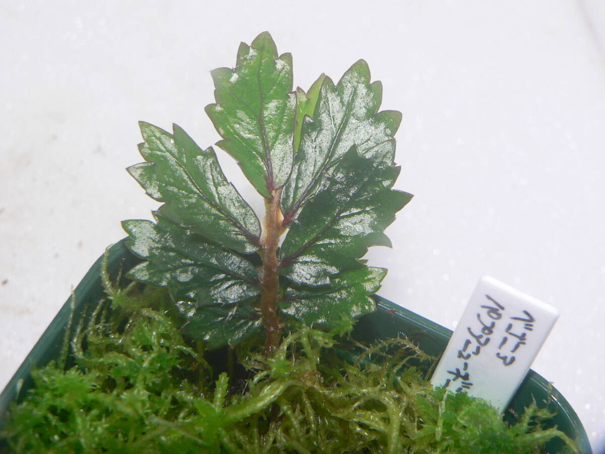 ♪♪ベゴニア sp. パプアニューギニア Begonia sp. Papua New Guinea 原種 パルダリウム♪♪の画像6