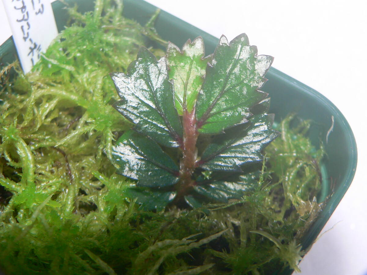 ♪♪ベゴニア sp. パプアニューギニア Begonia sp. Papua New Guinea 原種 パルダリウム♪♪の画像7