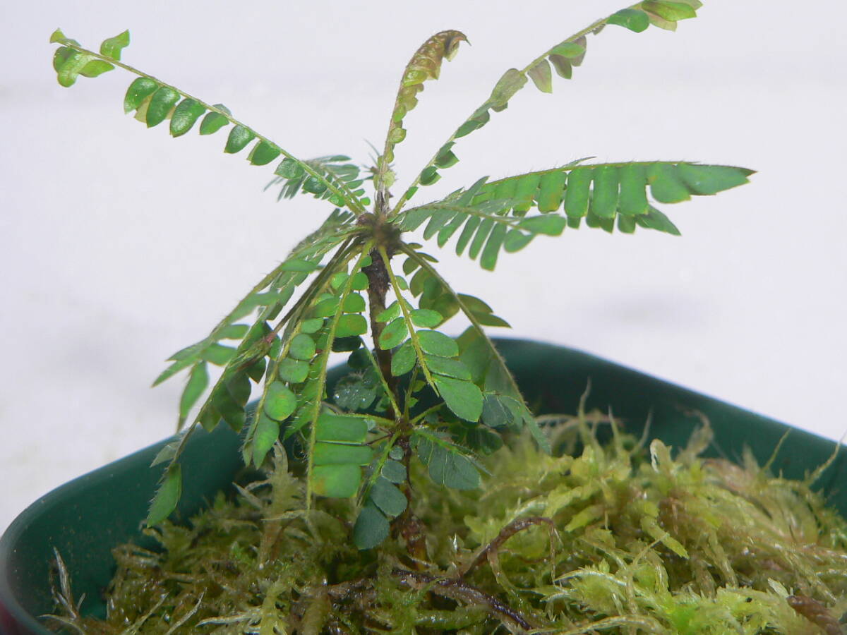 ♪♪Biophytum sensitivum ビオフィツム センシティヴム 親株 原種 パルダリウム♪♪_画像6