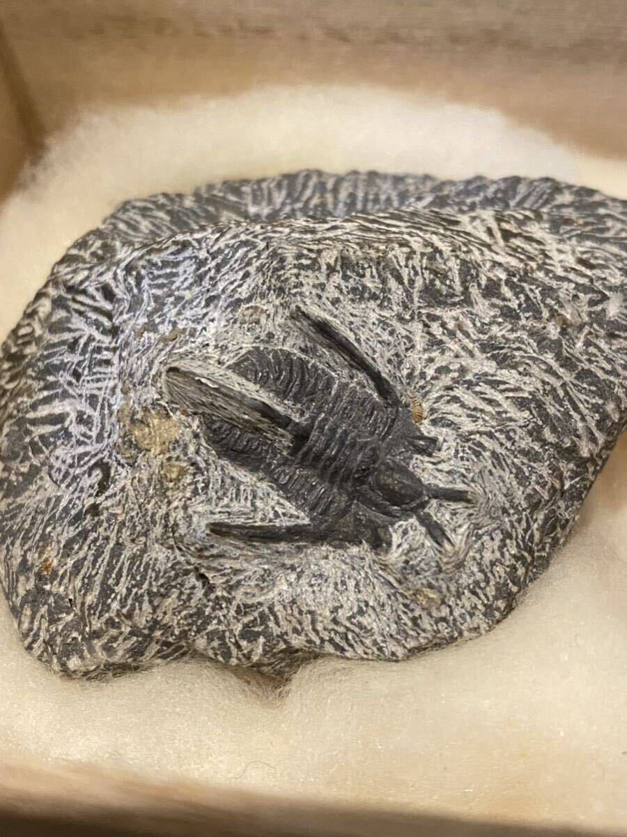 レア・美品：カンブリア紀初期 三葉虫化石 幼少かつ臨戦態勢時の貴重な物 5億年以上の地球の歴史を今に伝える の画像1