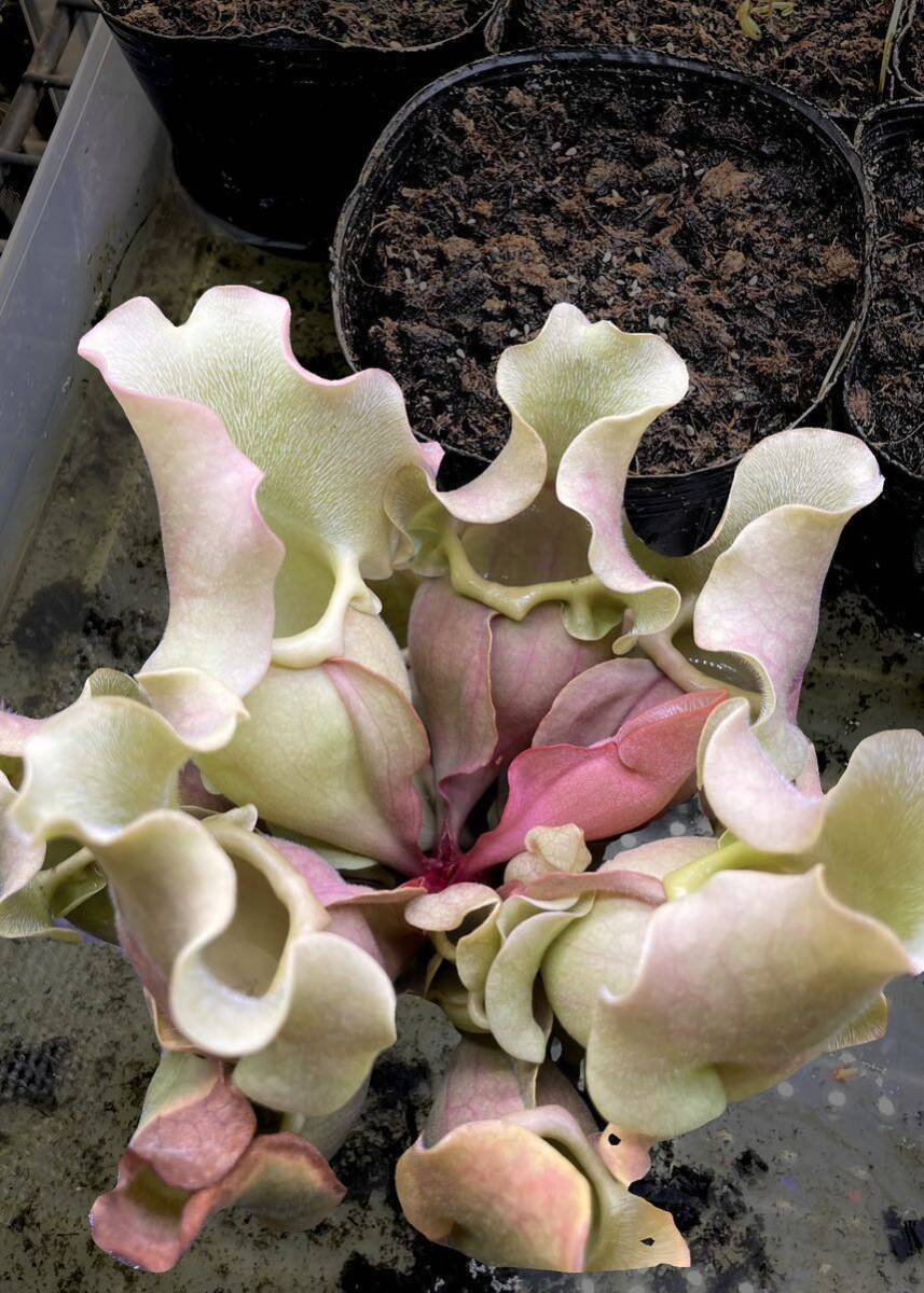 S.ロゼア ベインレス '桃酔' Sarracenia サラセニア 食虫植物の画像1