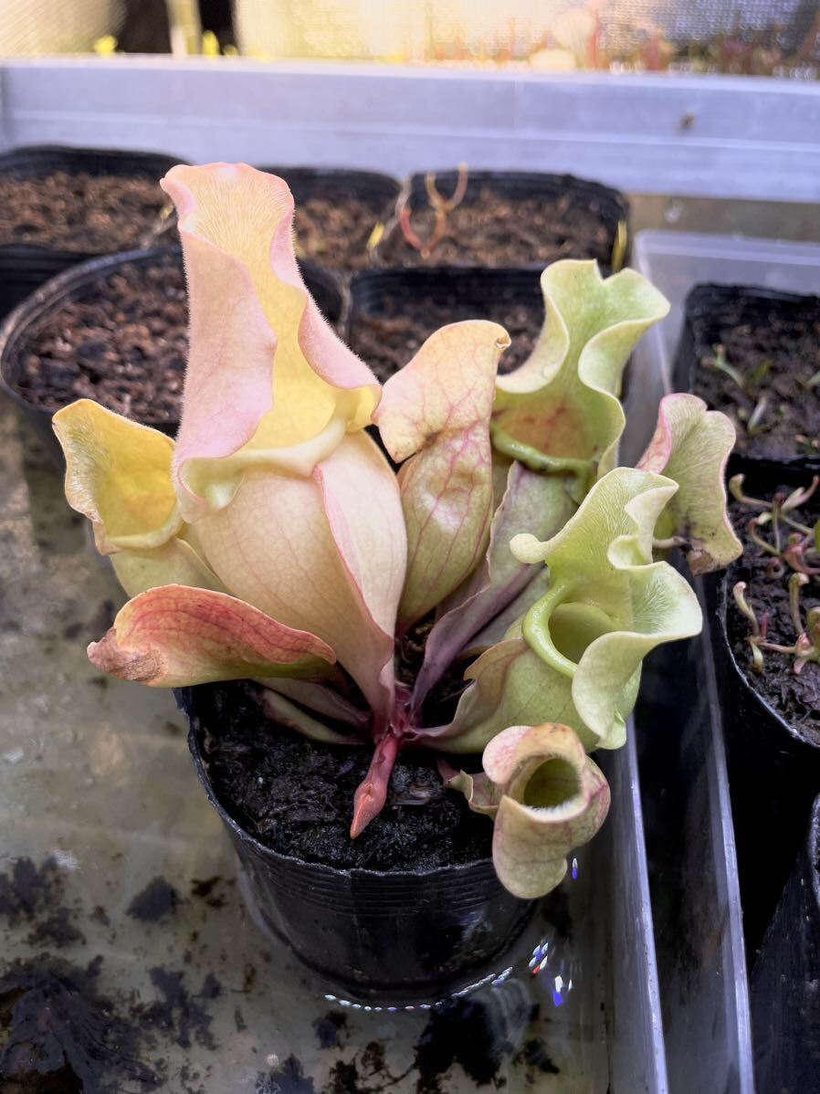 S.ロゼア ベインレス '桃酔' Sarracenia サラセニア 食虫植物の画像8