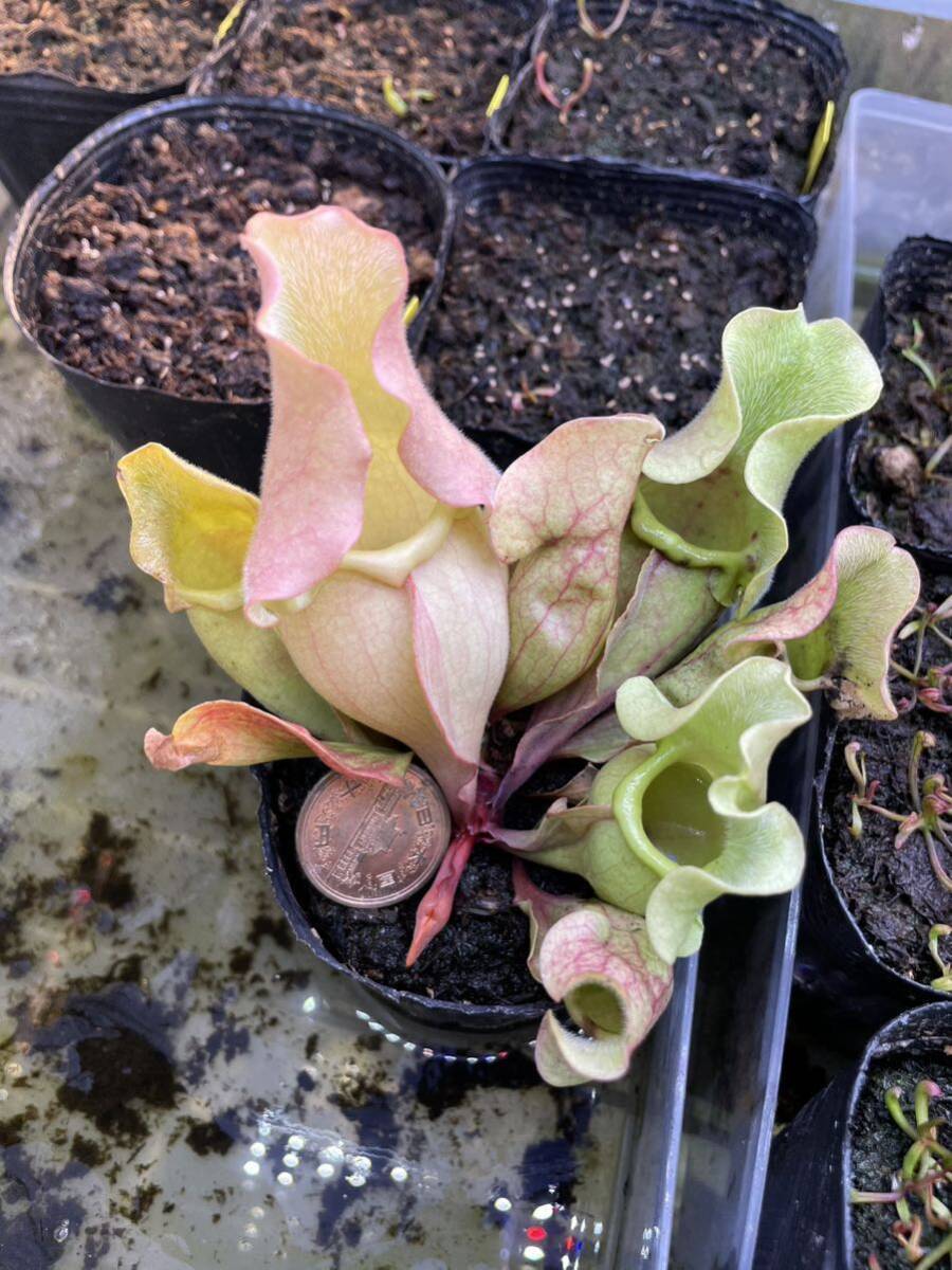 S.ロゼア ベインレス '桃酔' Sarracenia サラセニア 食虫植物の画像6