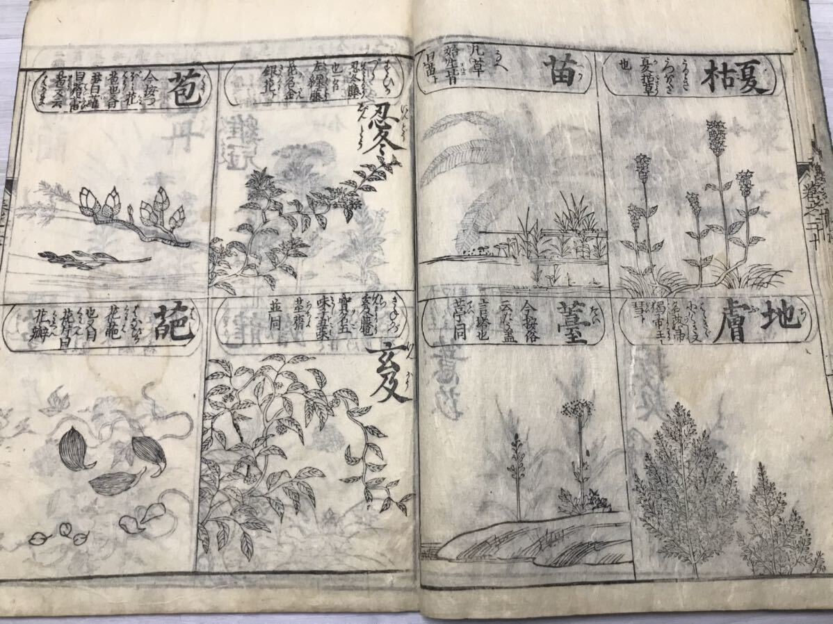 古版　訓蒙図彙　樹竹、花草　大本1冊揃　江戸時代　摺優良保存良　百科事典 植物図鑑 和本 唐本 古書 画譜 絵本 絵入本 古典籍_画像10